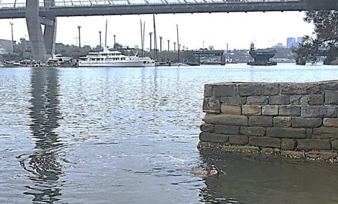 Sydney Harbour favourite spots