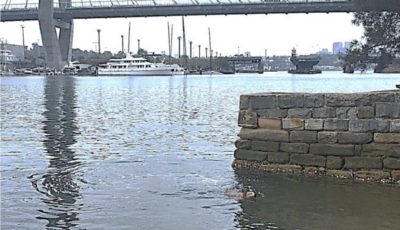 Blackwattle bay
