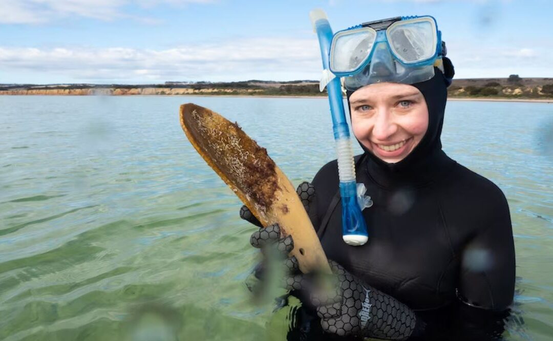 Alexandra Comino – Marine Biologist working to save the Agnasi oyster from extinction