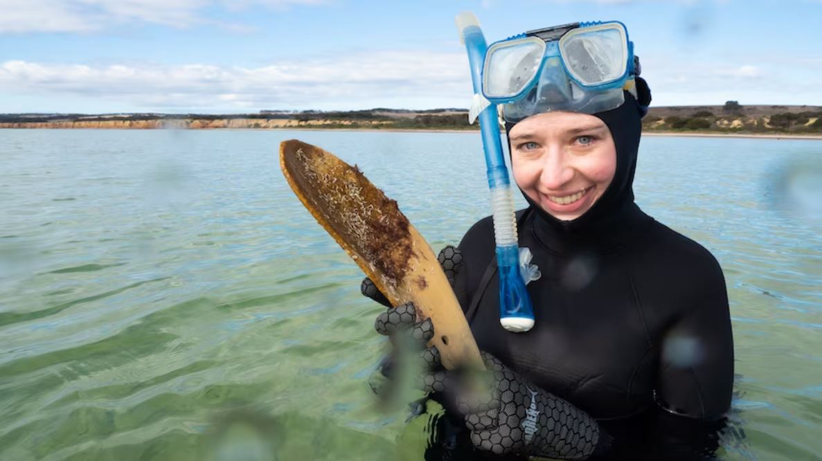 Alexandra Comino – Marine Biologist working to save the Agnasi oyster from extinction