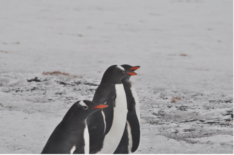 Voyage to the end of the world