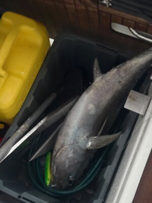 Albacore